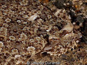 Mottlet turbot by Vittorio Durante 